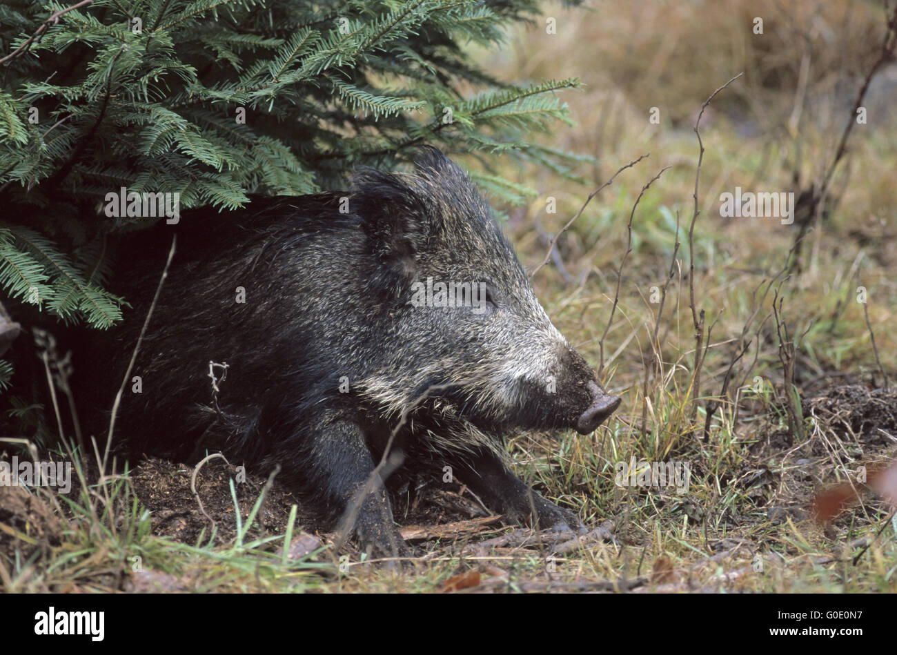 Young Wild Boar stands under a spruce tree Stock Photo