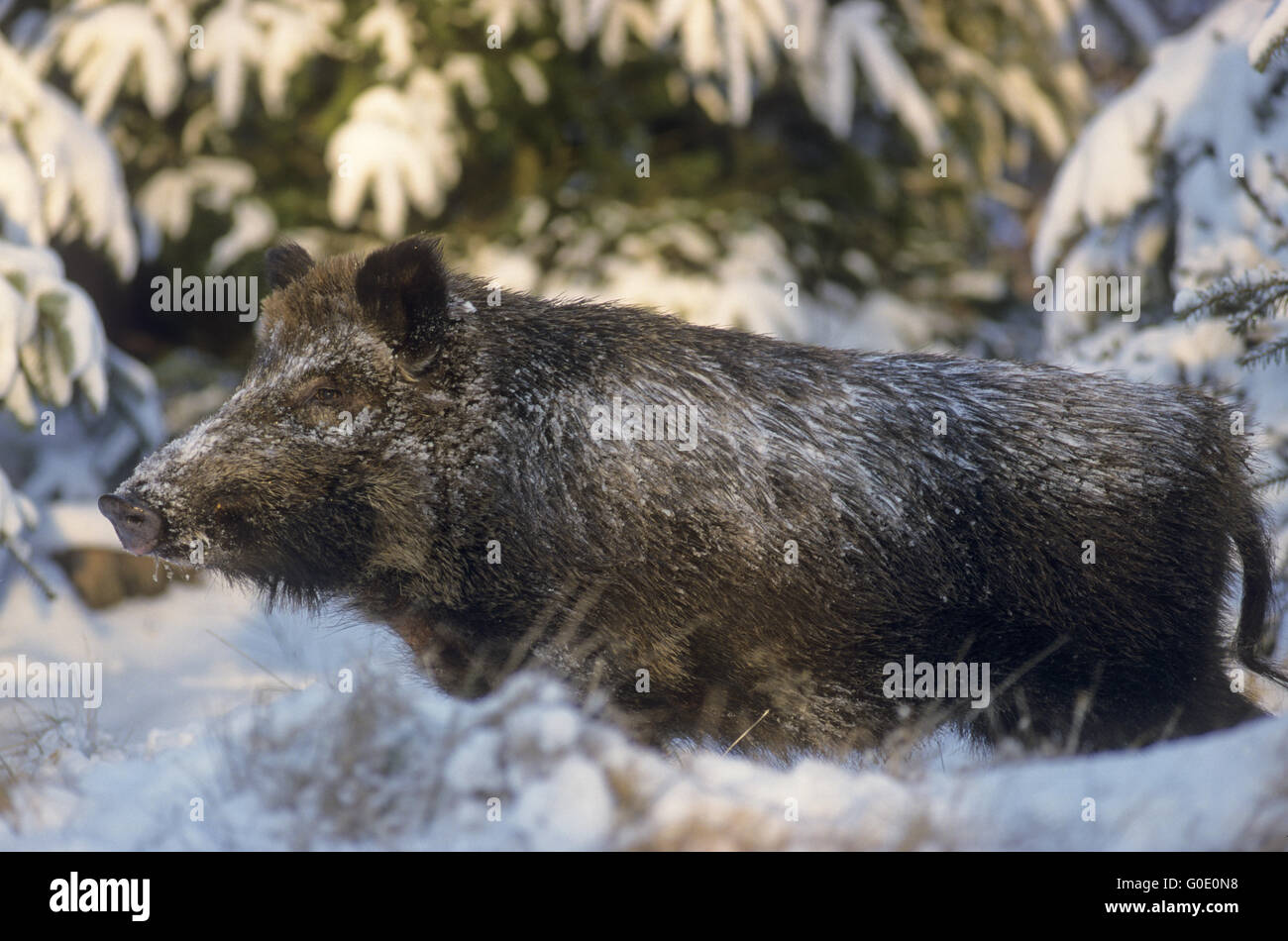 Young Wild Boar crosses a snowy forest glade Stock Photo