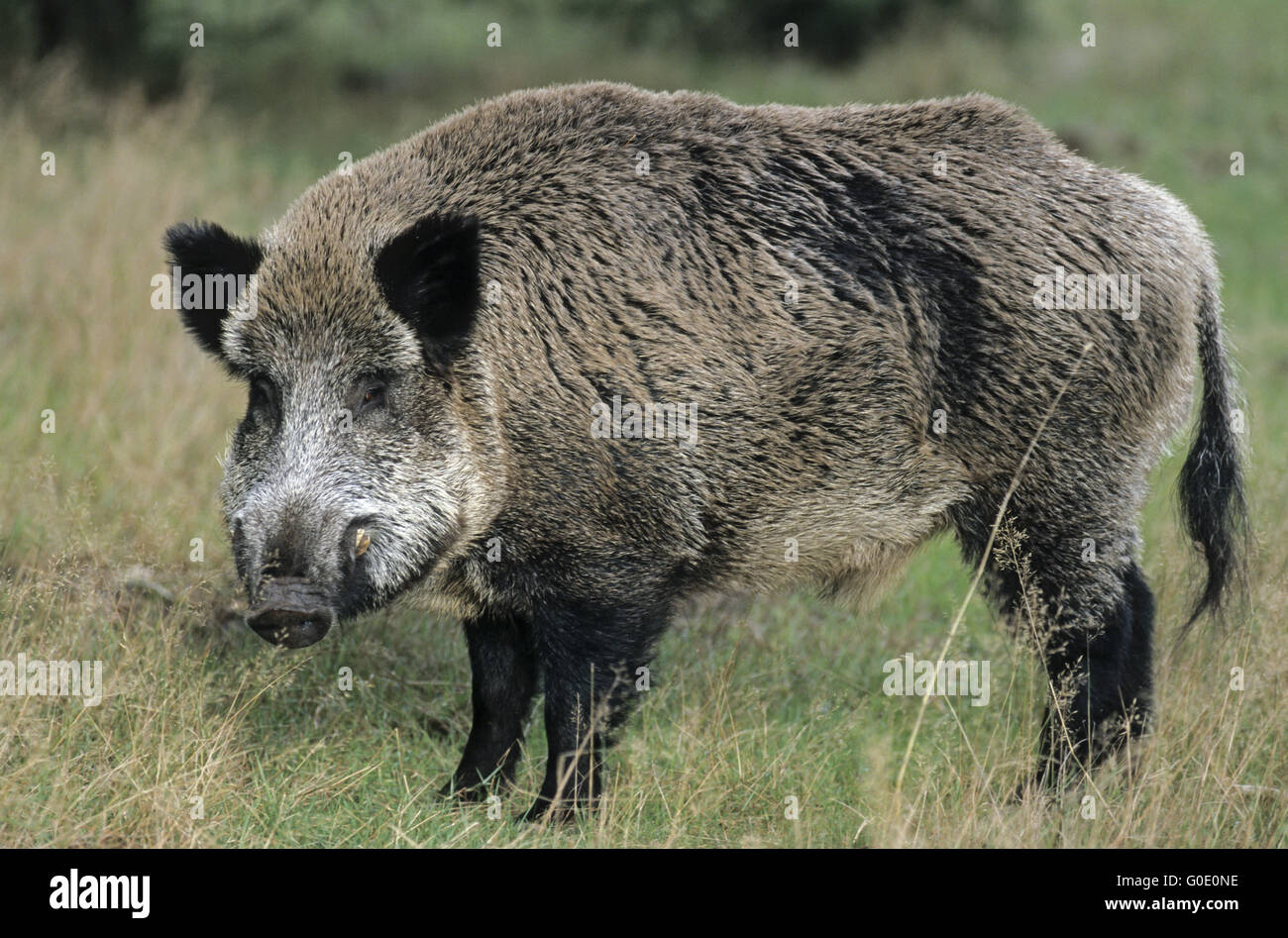 Wild Boar tusker on a forest glade Stock Photo