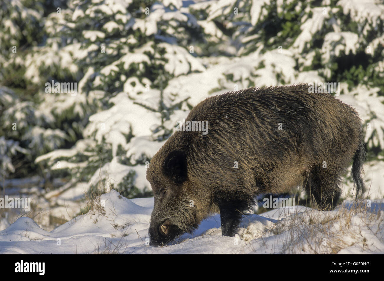 Wild Boar tusker foraging in snow Stock Photo