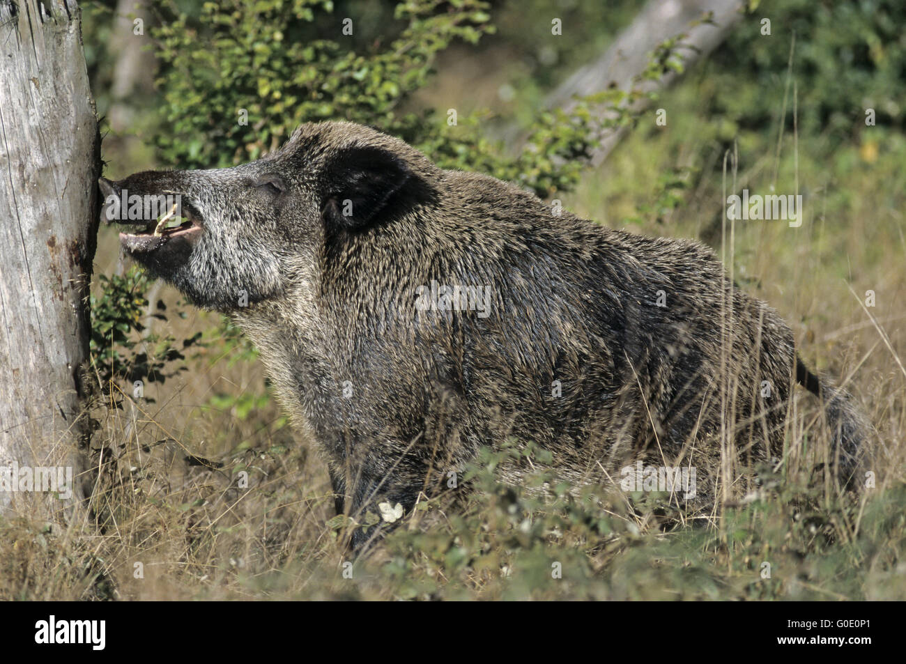 Wild Boar tusker searches food in a tree trunk Stock Photo