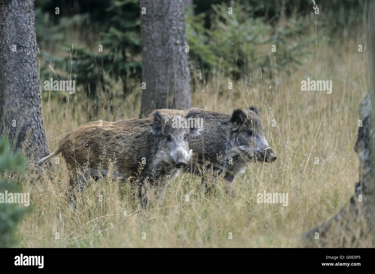 Young Wild Boars relax on a forest meadow Stock Photo