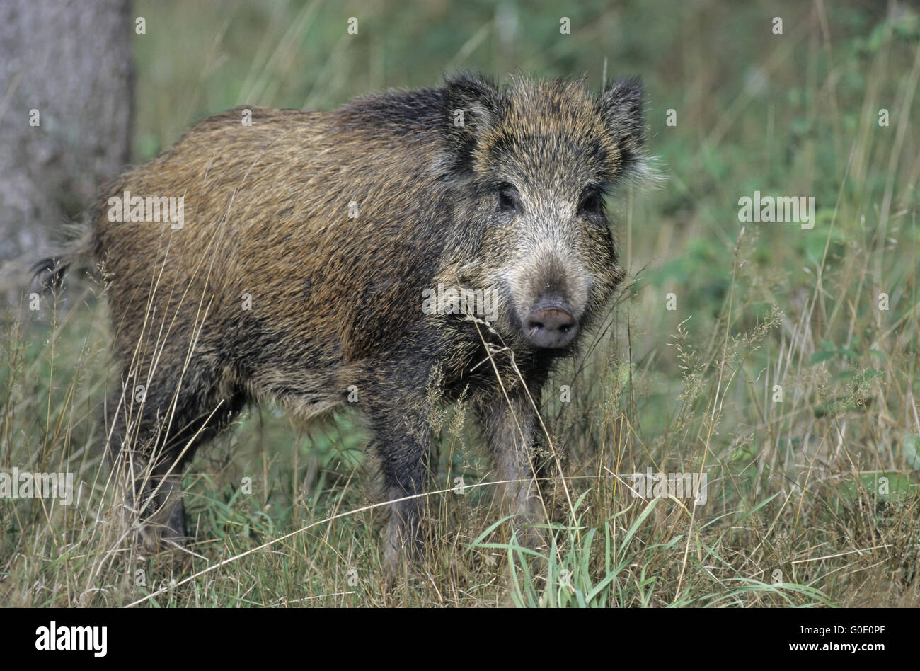 Young Wild Boar observes the photographer Stock Photo