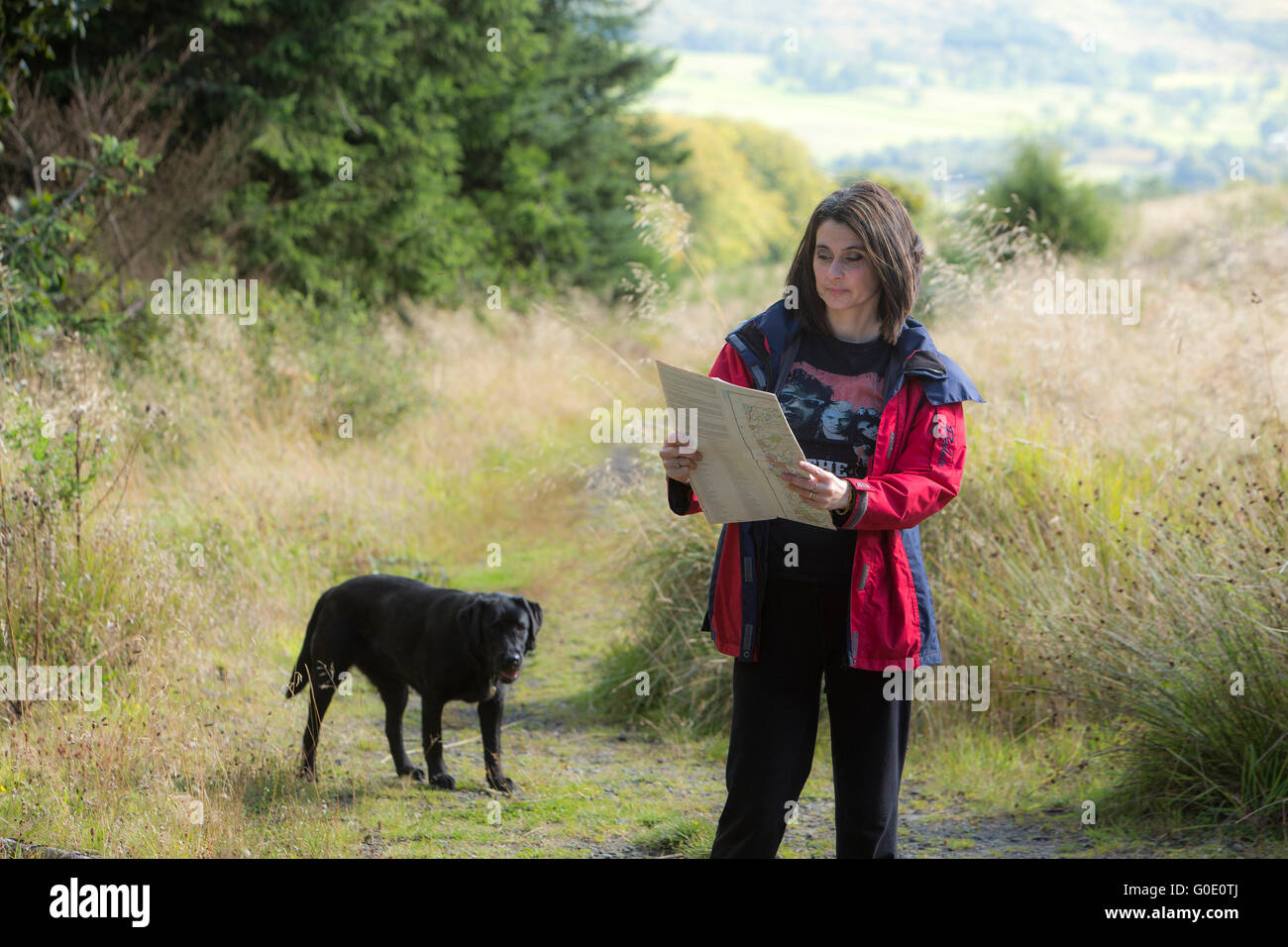 Beautiful woman reading map and walking dog in Lennox Forest Scotland Stock Photo