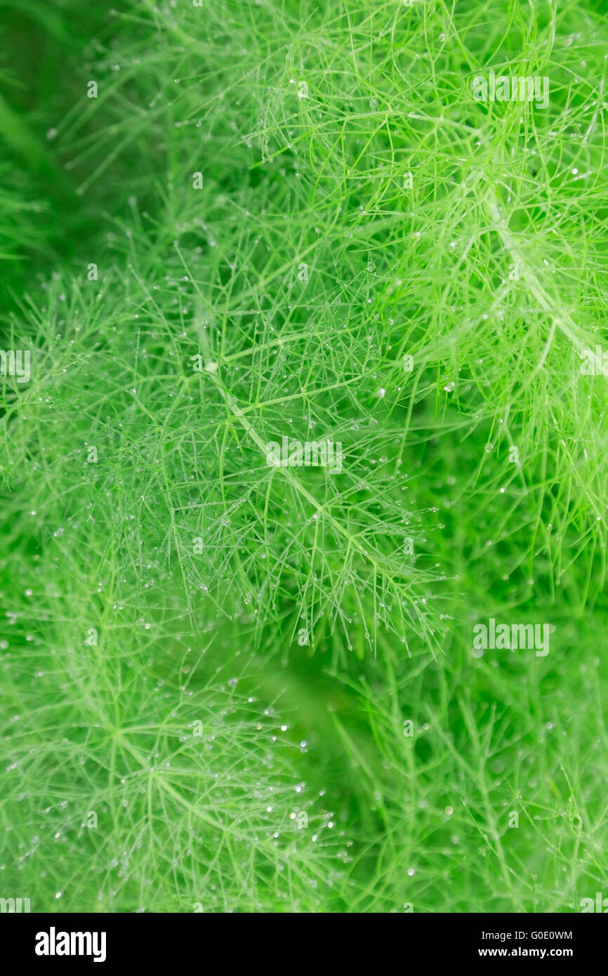 beautiful feathery green leaves of fennel. abstract background Stock
