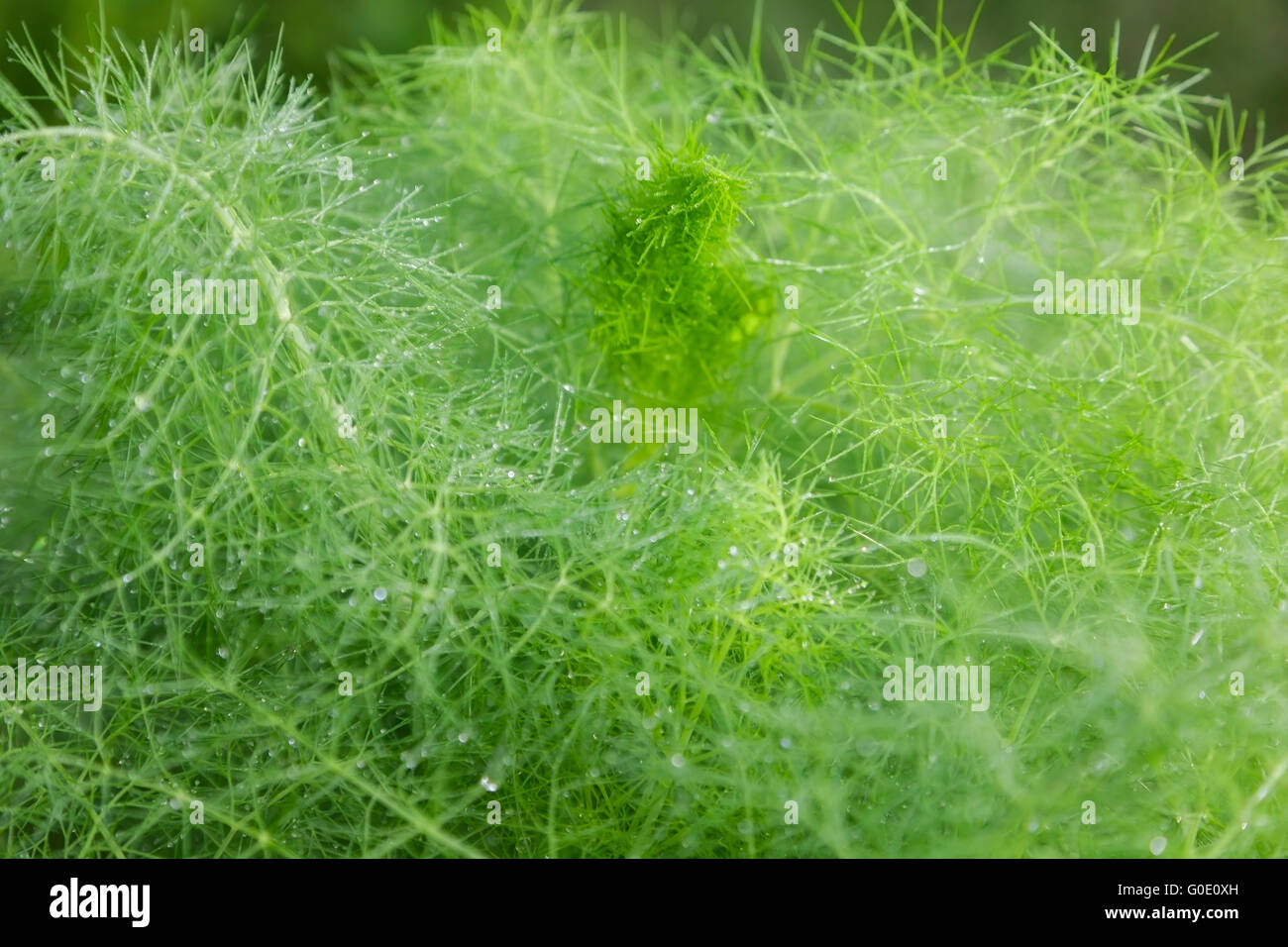 beautiful feathery green leaves of fennel. abstract background Stock