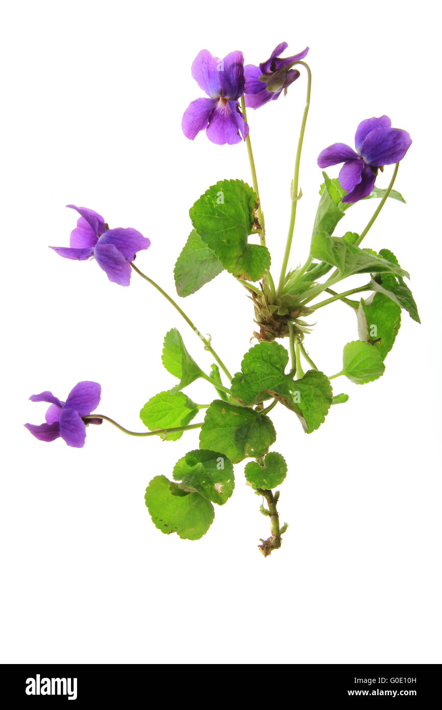 Violets (Viola) Stock Photo