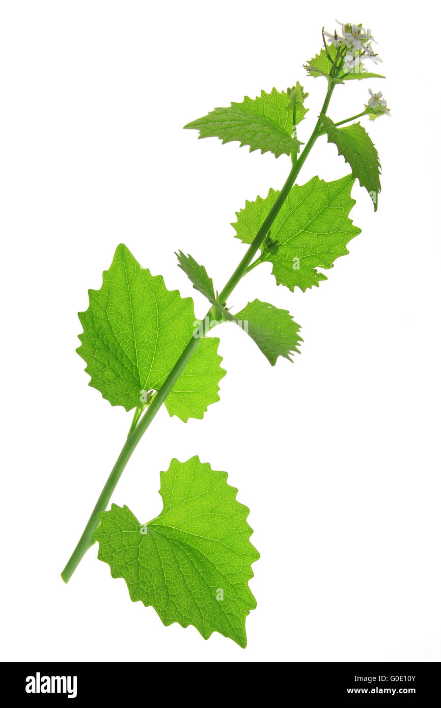 Garlic mustard (Alliaria petiolata) Stock Photo