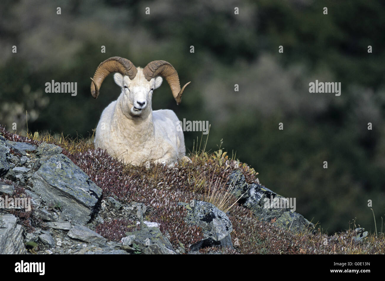 Bighorn Sheep ram rests on a rock shelter Stock Photo