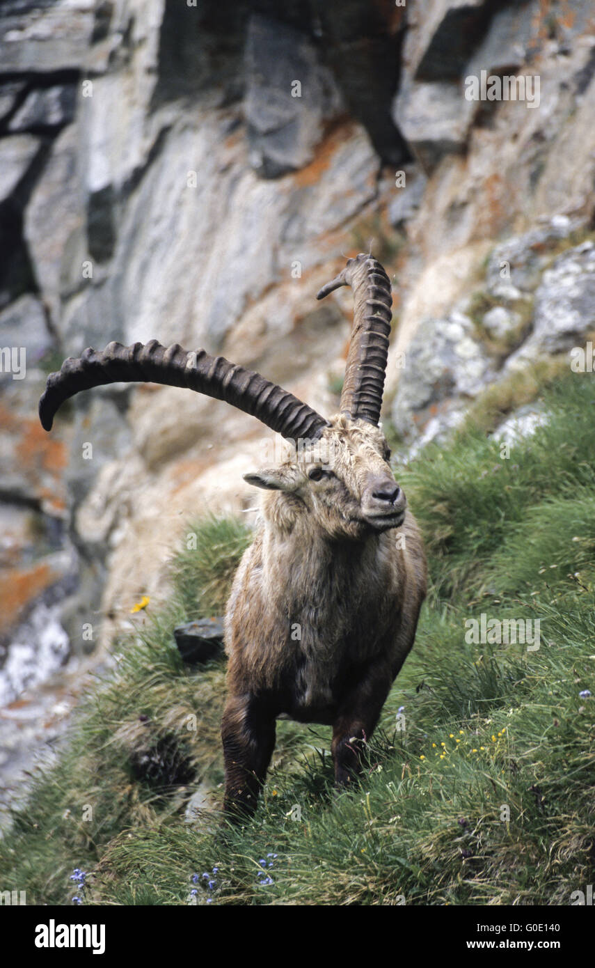Alpine Ibex buck climbs in a crag Stock Photo