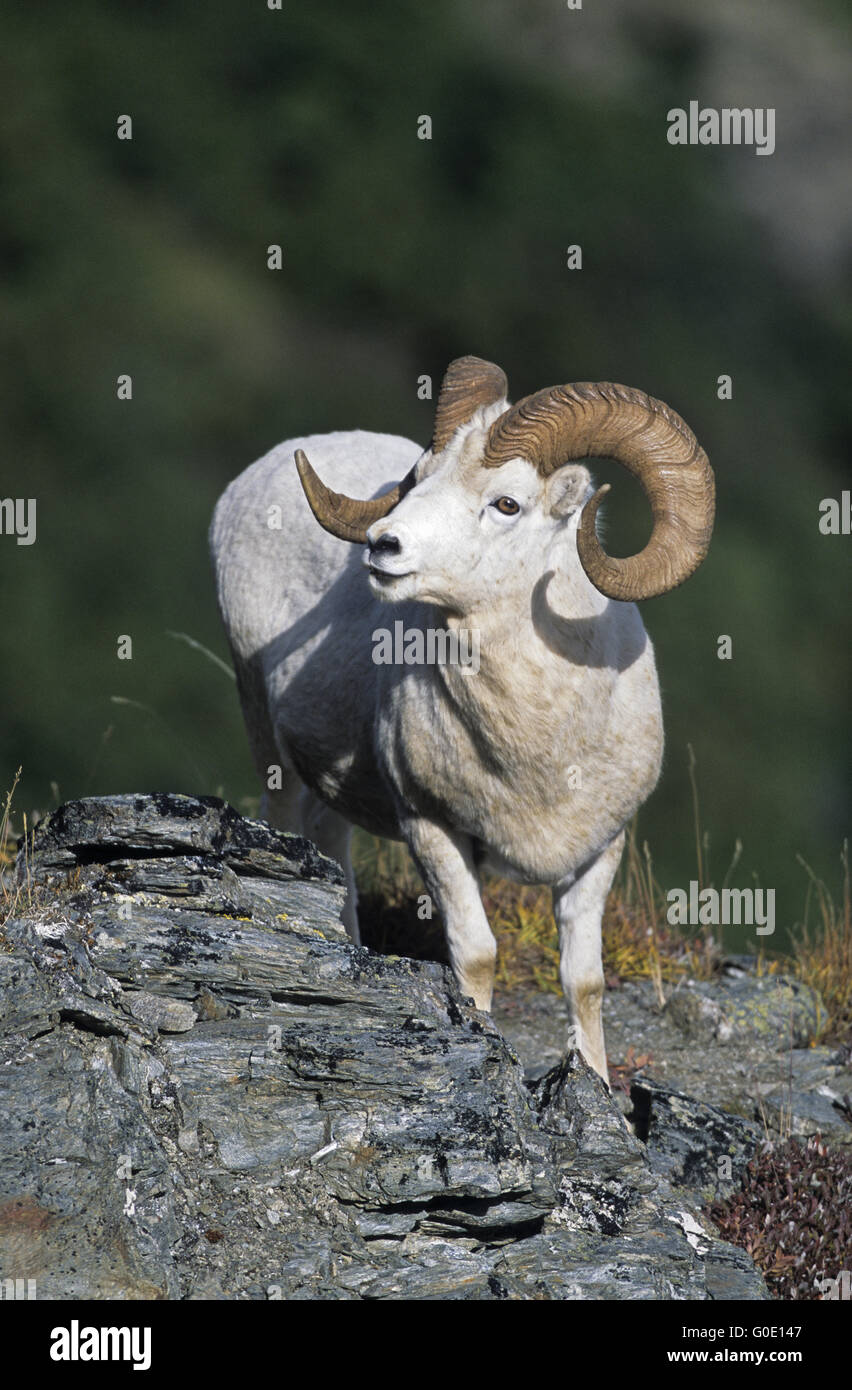 Dall Sheep ram stands at a crag Stock Photo