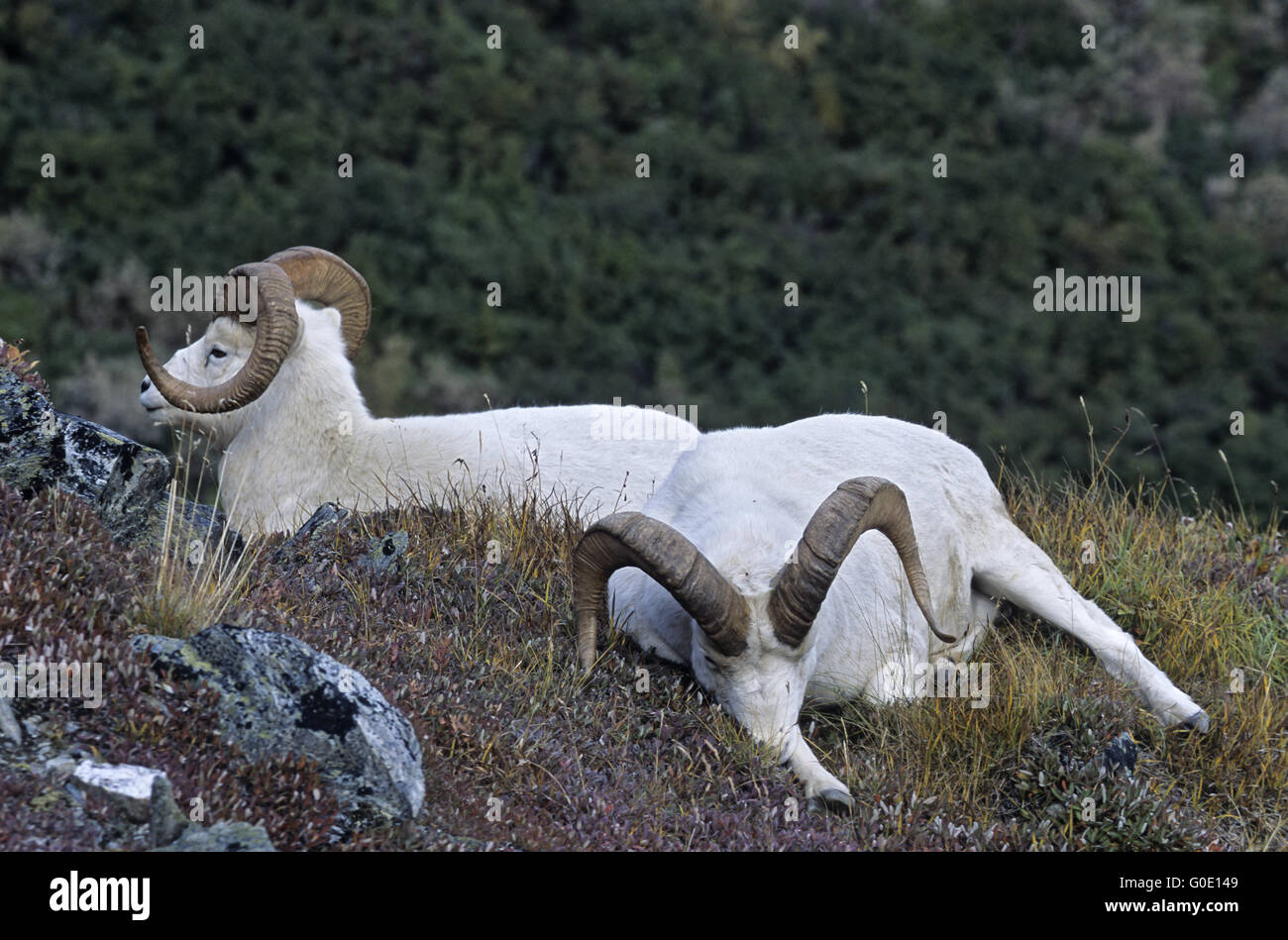 Dall Sheep rams sleep in an alpine meadow Stock Photo