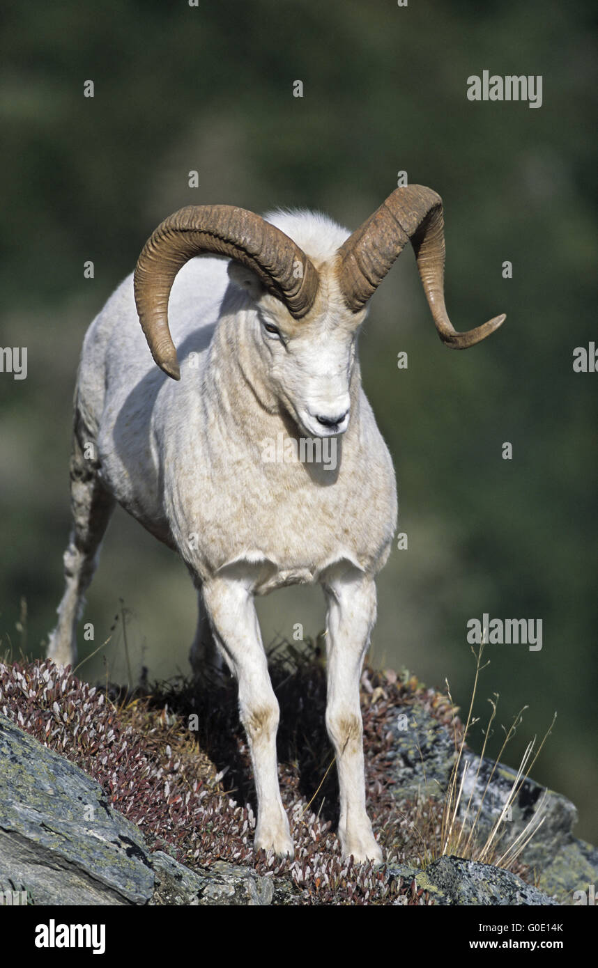 Dall Sheep ram stretches his limbs Stock Photo