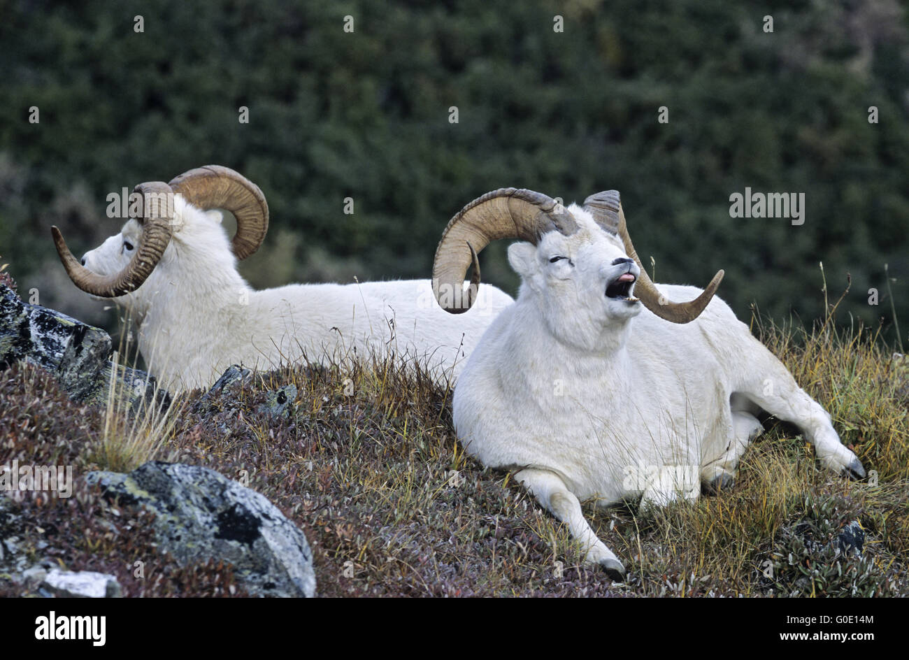 Dall Sheep rams rest and yawn in an alpine meadow Stock Photo