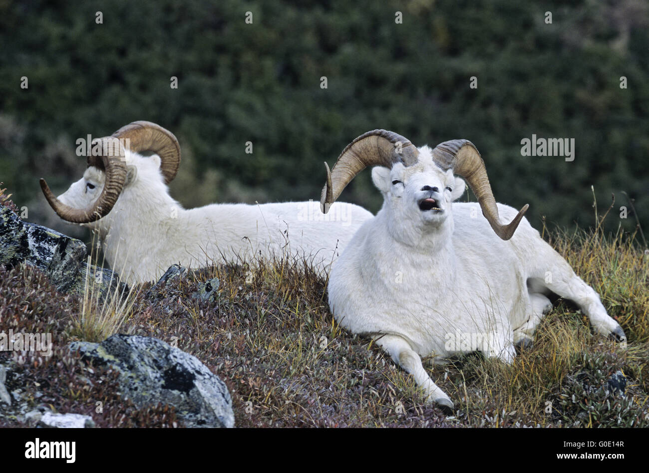 Dall Sheep rams rest and yawn in an alpine meadow Stock Photo