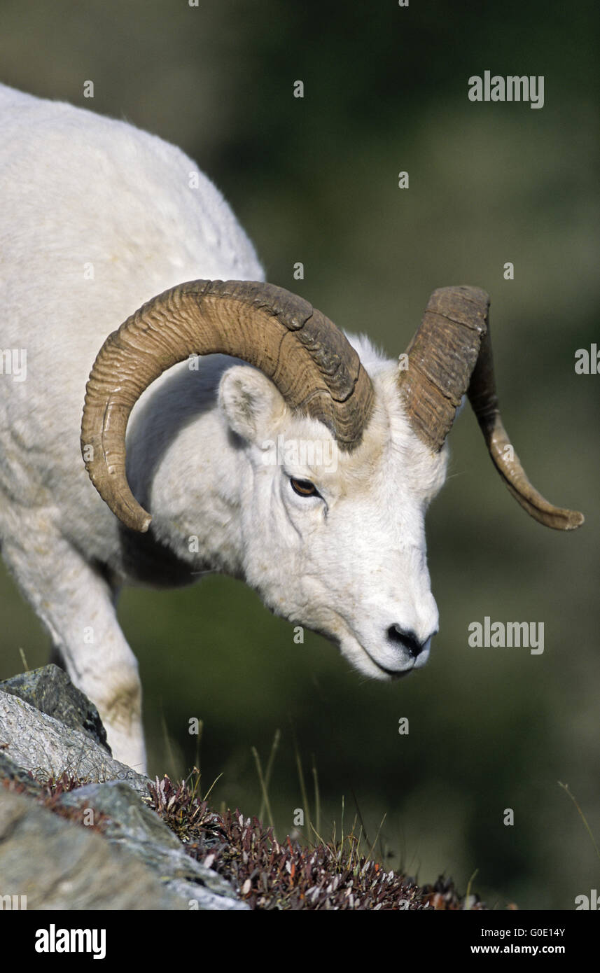 Dall Sheep ram stands at the border of a meadow Stock Photo