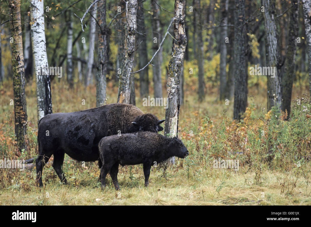 American Bison cow and calf stand in the prairie Stock Photo