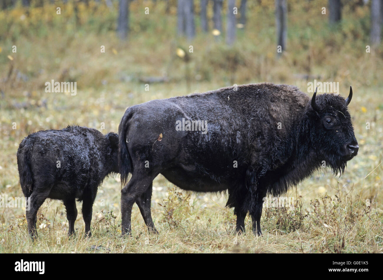 American Bison cow and calf stand in the prairie Stock Photo