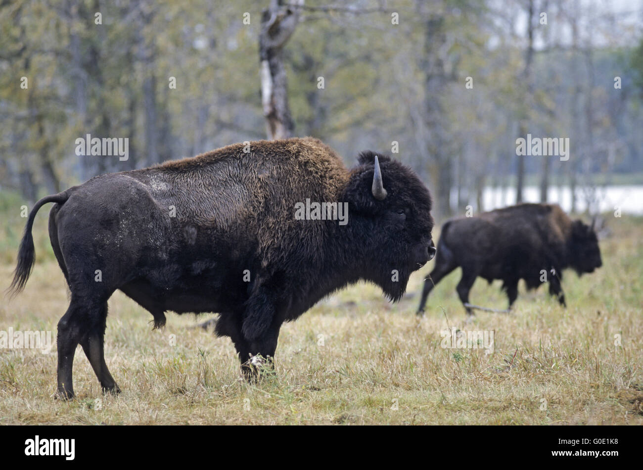 American Bison bulls cross the prairie Stock Photo