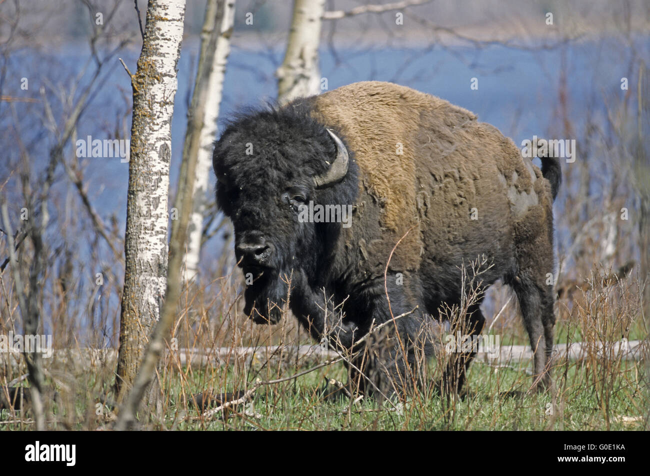 American Bison bull crosses the prairie Stock Photo