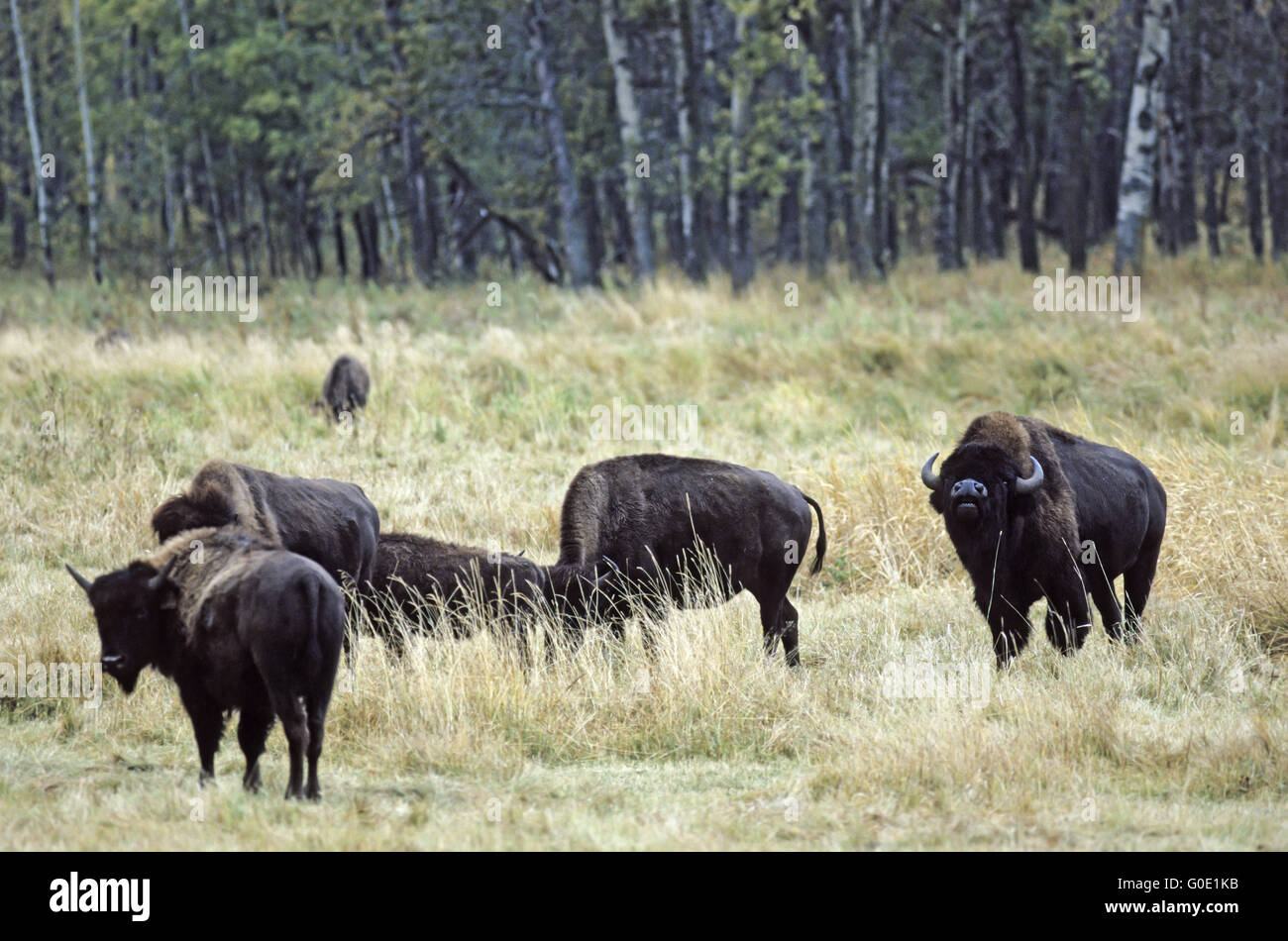 American Bison bull scent next to a group of cows Stock Photo