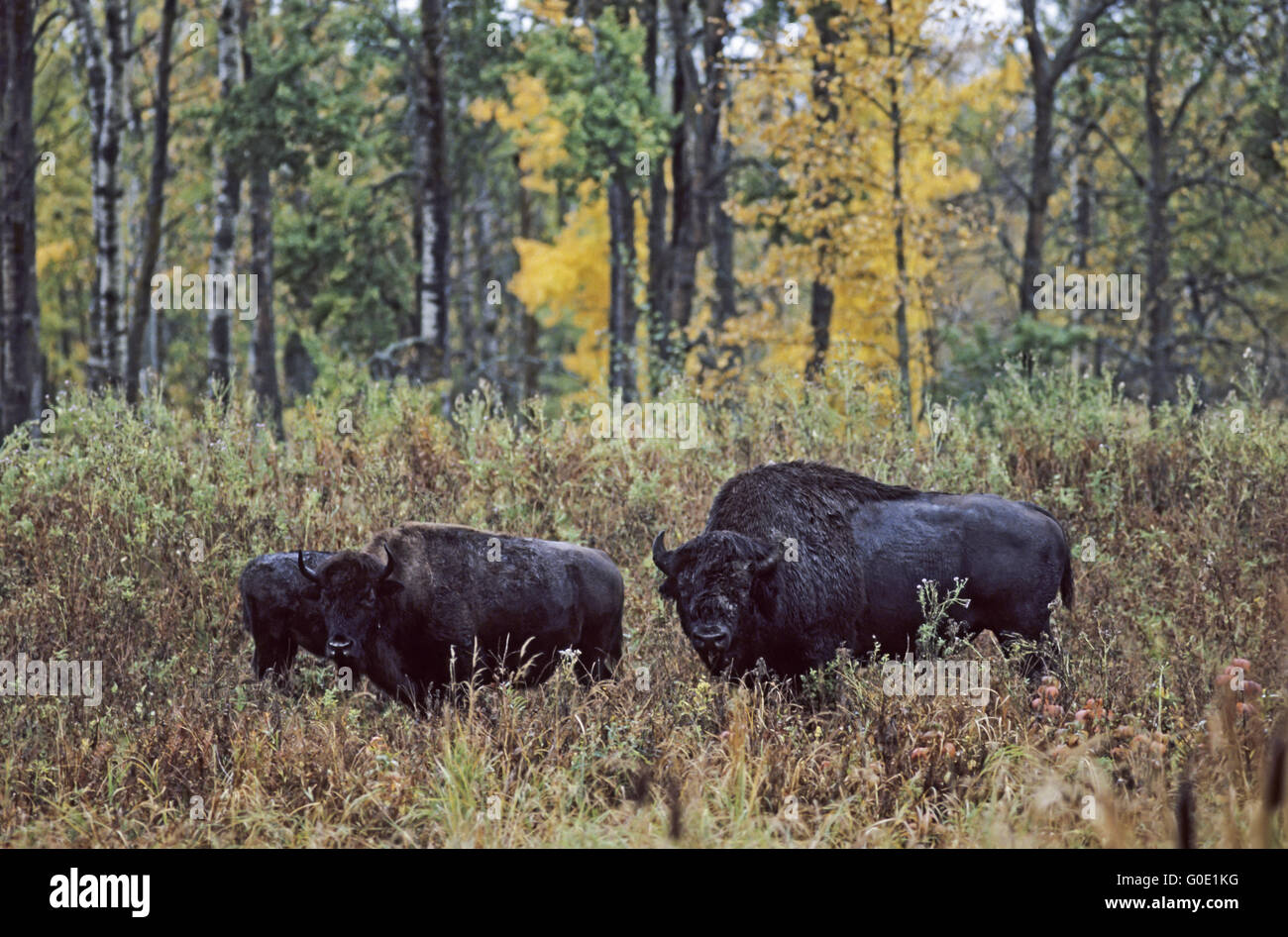 American Bison bull, cow and calf Stock Photo