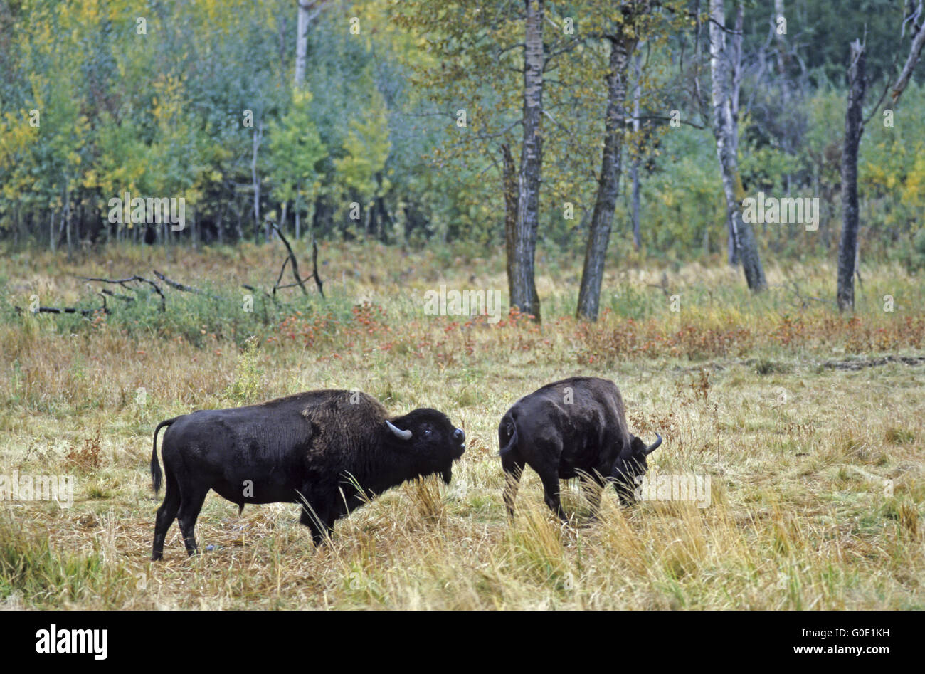 American Bison bull test receptiveness from a cow Stock Photo