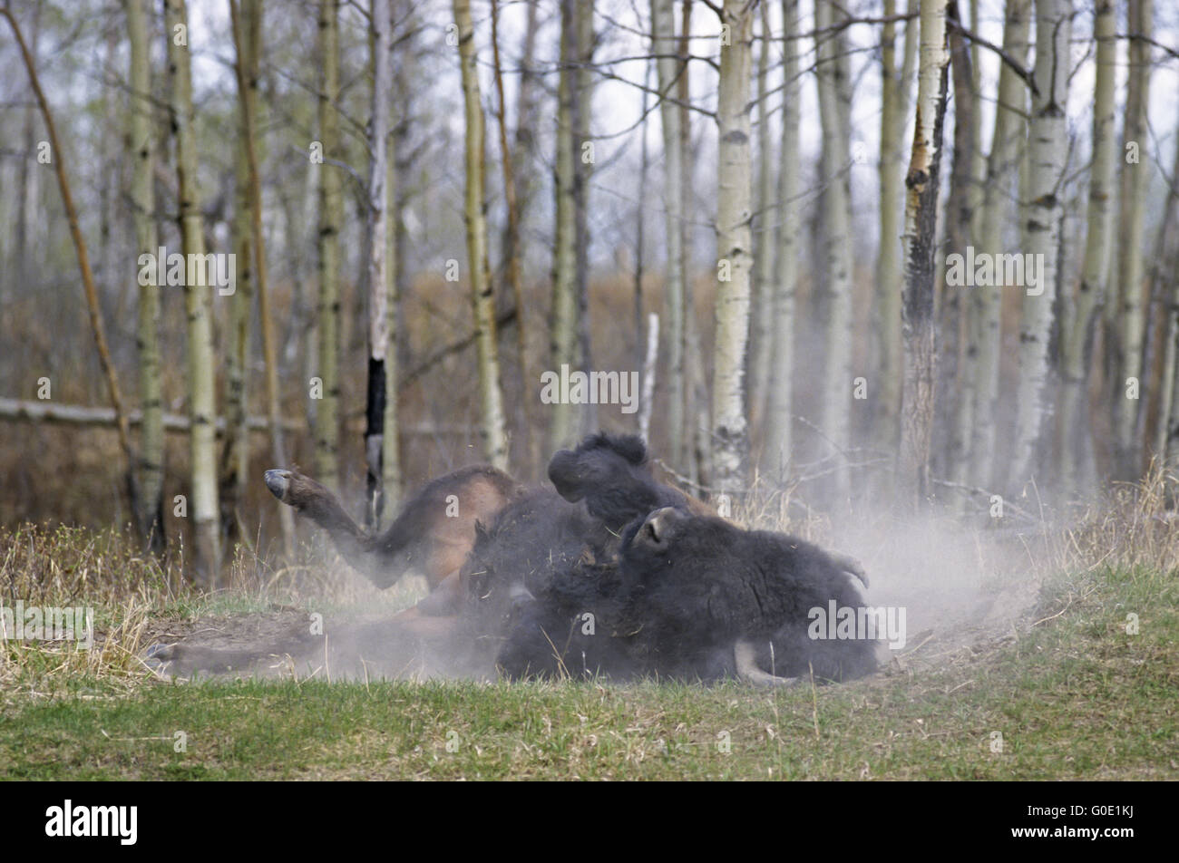 American Bison bull takes a sand bath Stock Photo