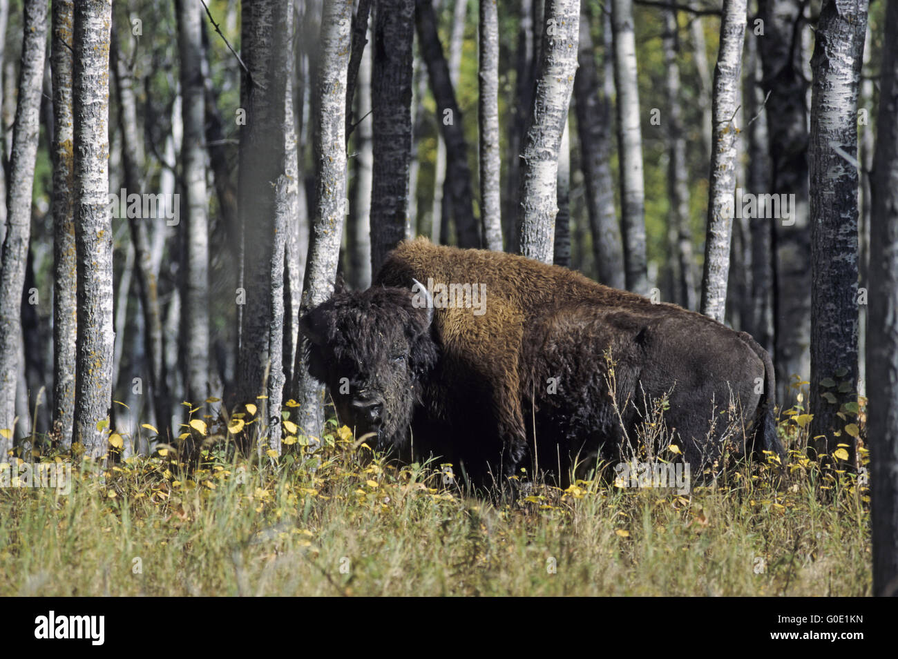 Wood Bison bull observes the photographer Stock Photo