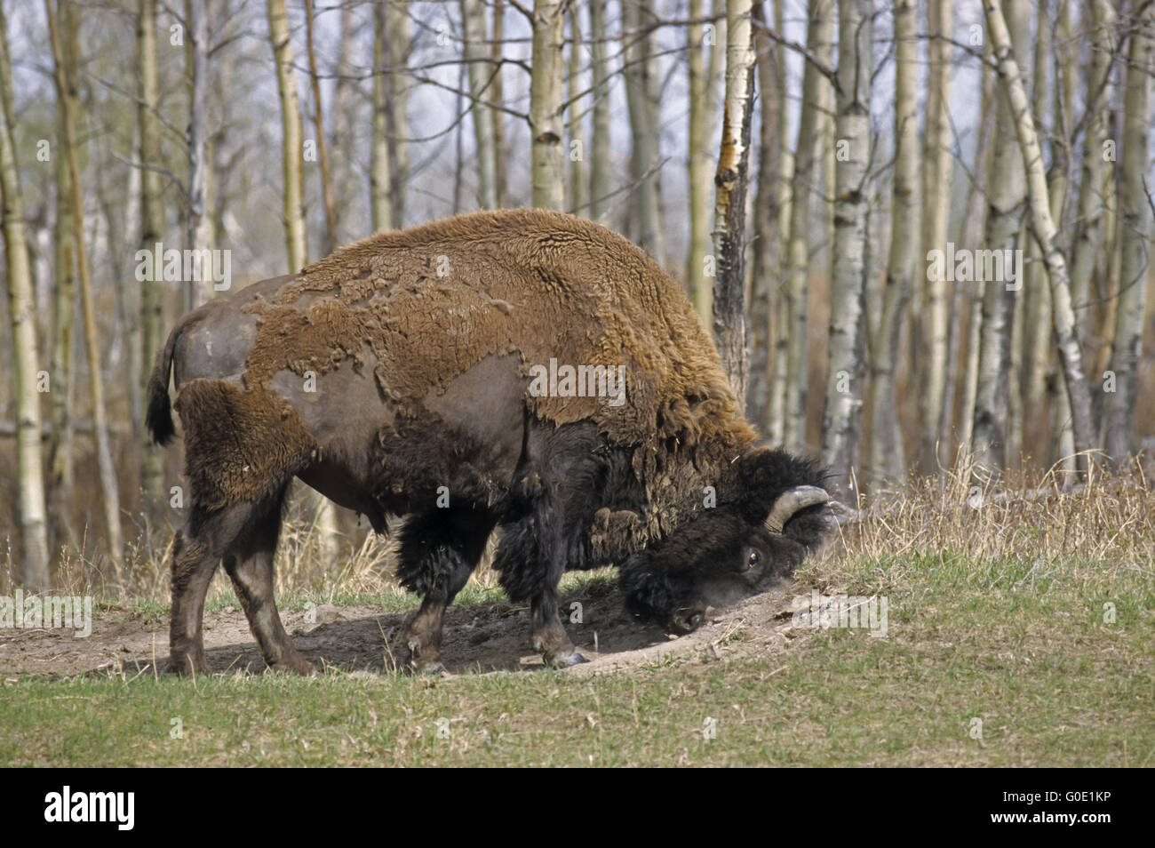 American Bison bull takes a sand bath Stock Photo