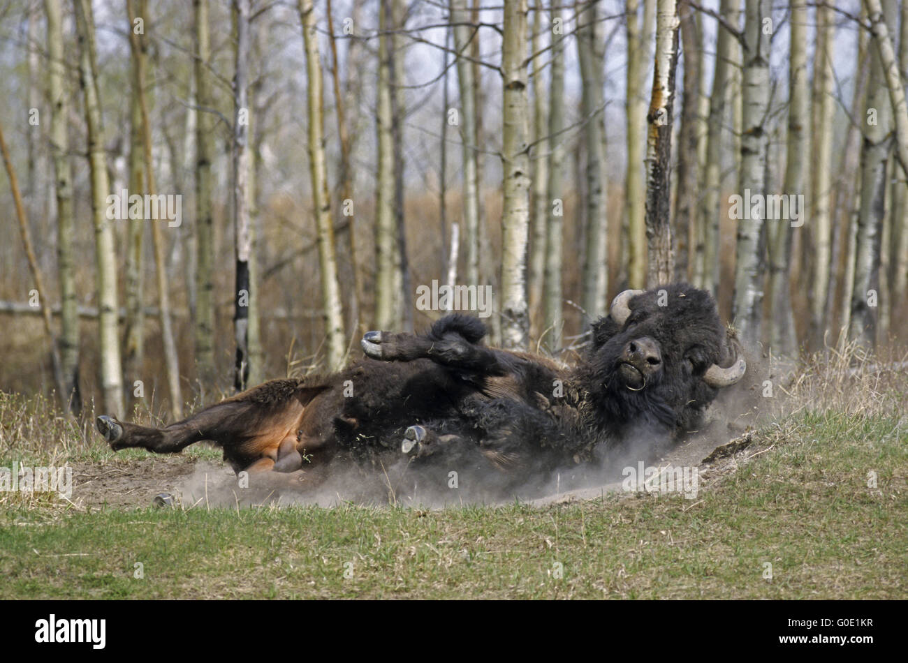 American Bison bull takes a sand bath Stock Photo