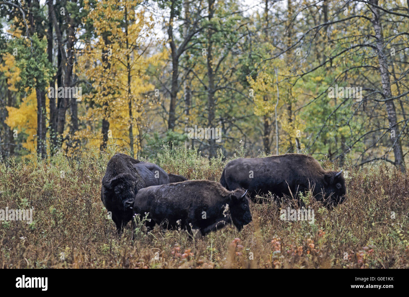 American Bison bull test receptiveness from a cow Stock Photo