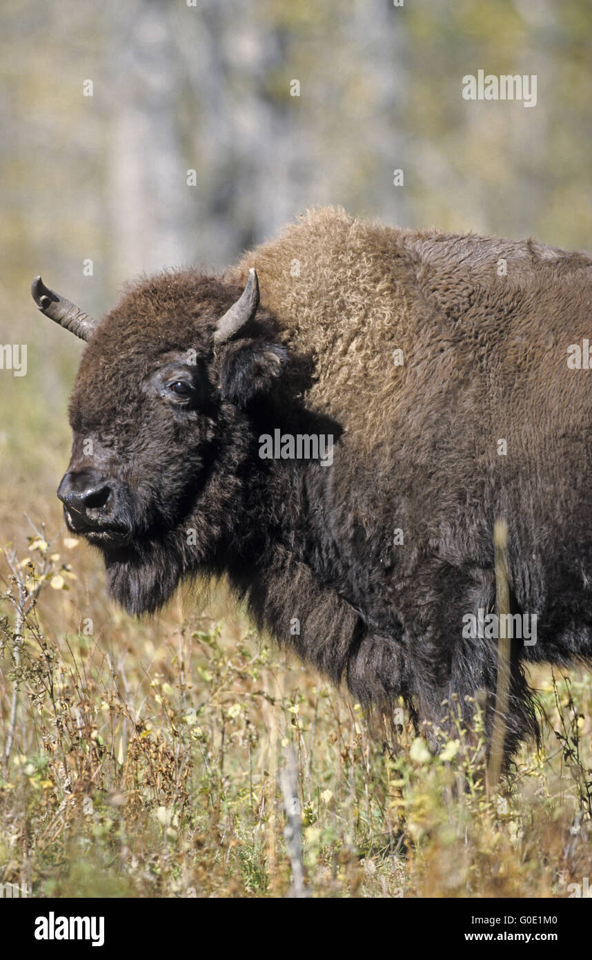 Plains Bison cow observes conspecifics Stock Photo