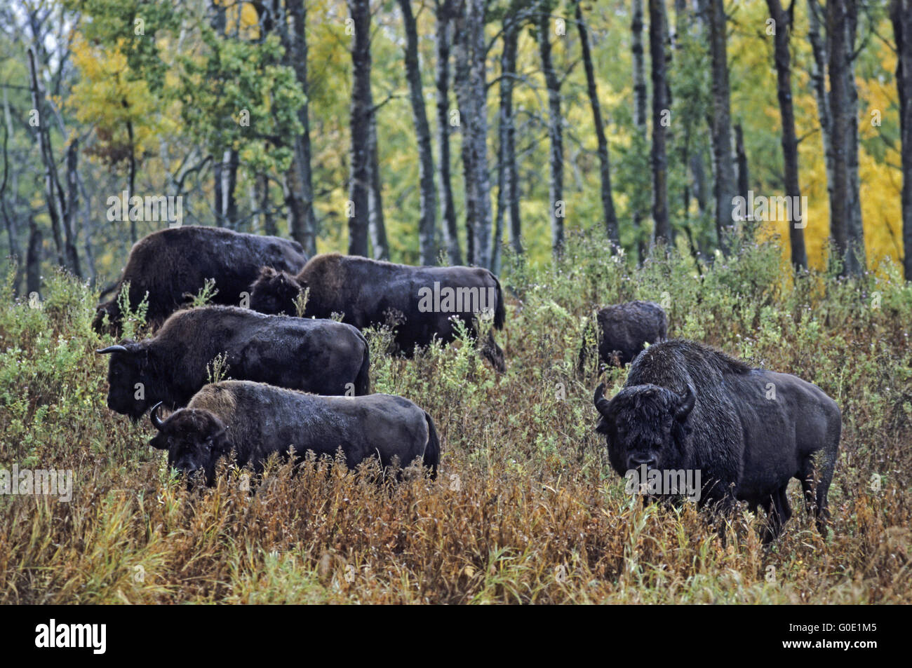 American Bison bull, cows and calf Stock Photo