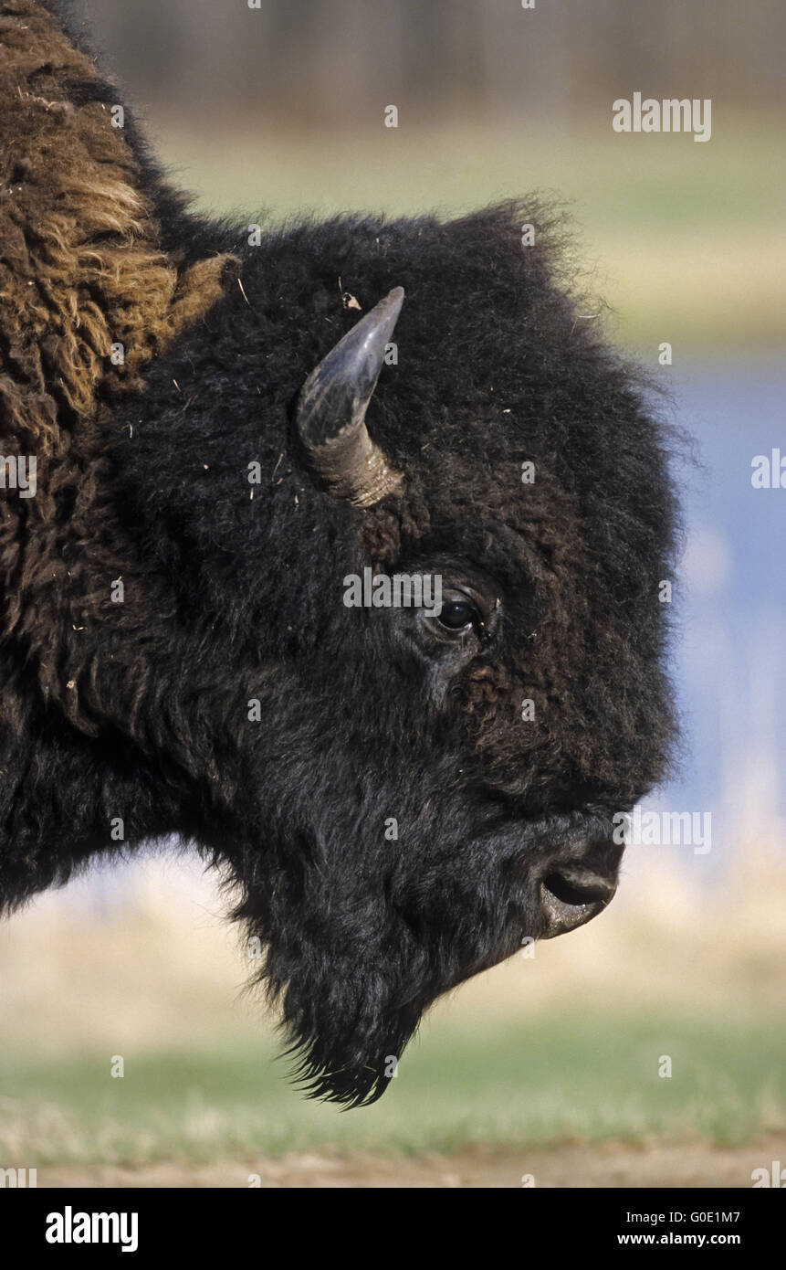 Portrait of an American Bison bull in the prairie Stock Photo
