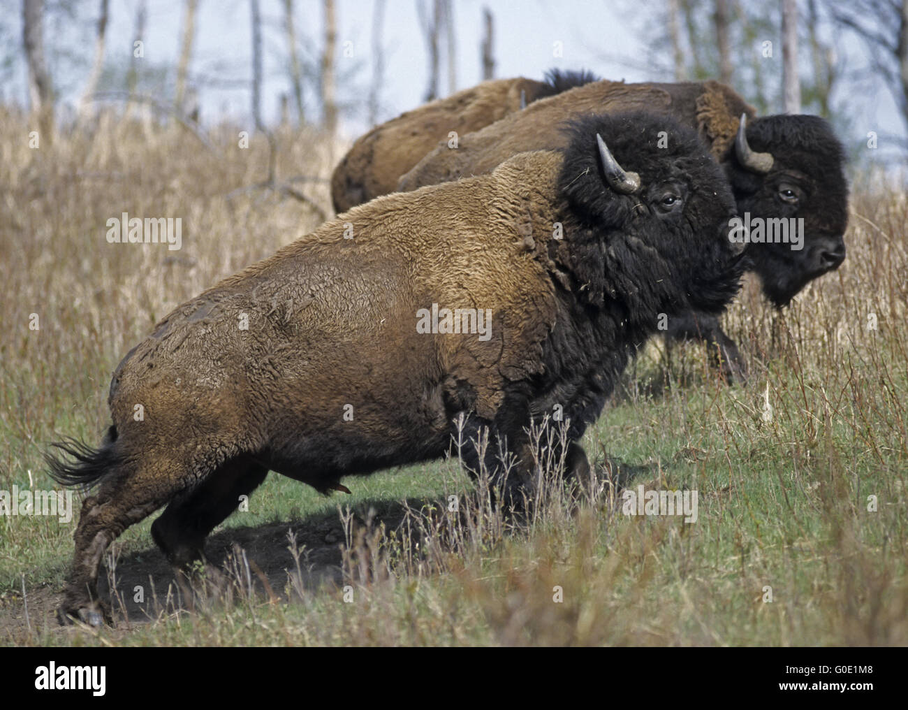 American Bison bulls cross the prairie Stock Photo