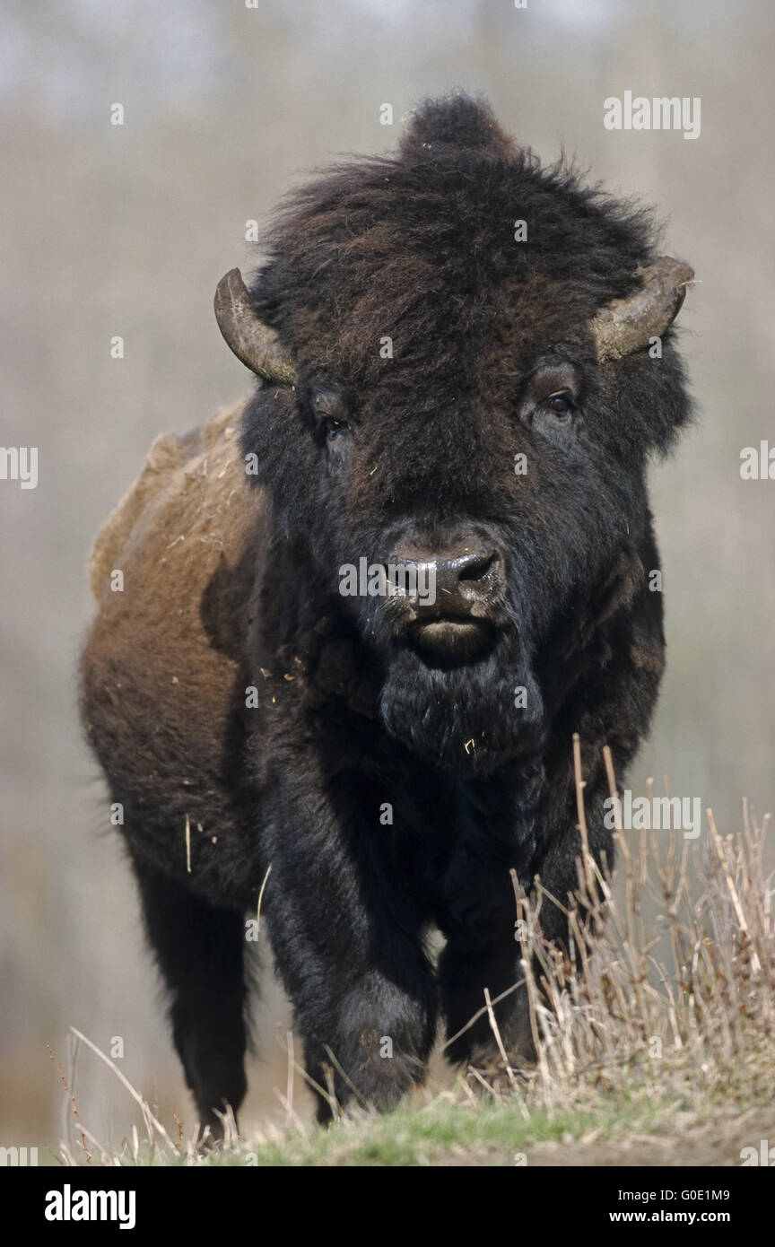 American Bison bull stands in the prairie Stock Photo