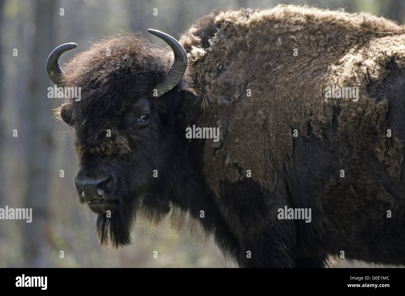 Portrait of an American Bison cow in the prairie Stock Photo