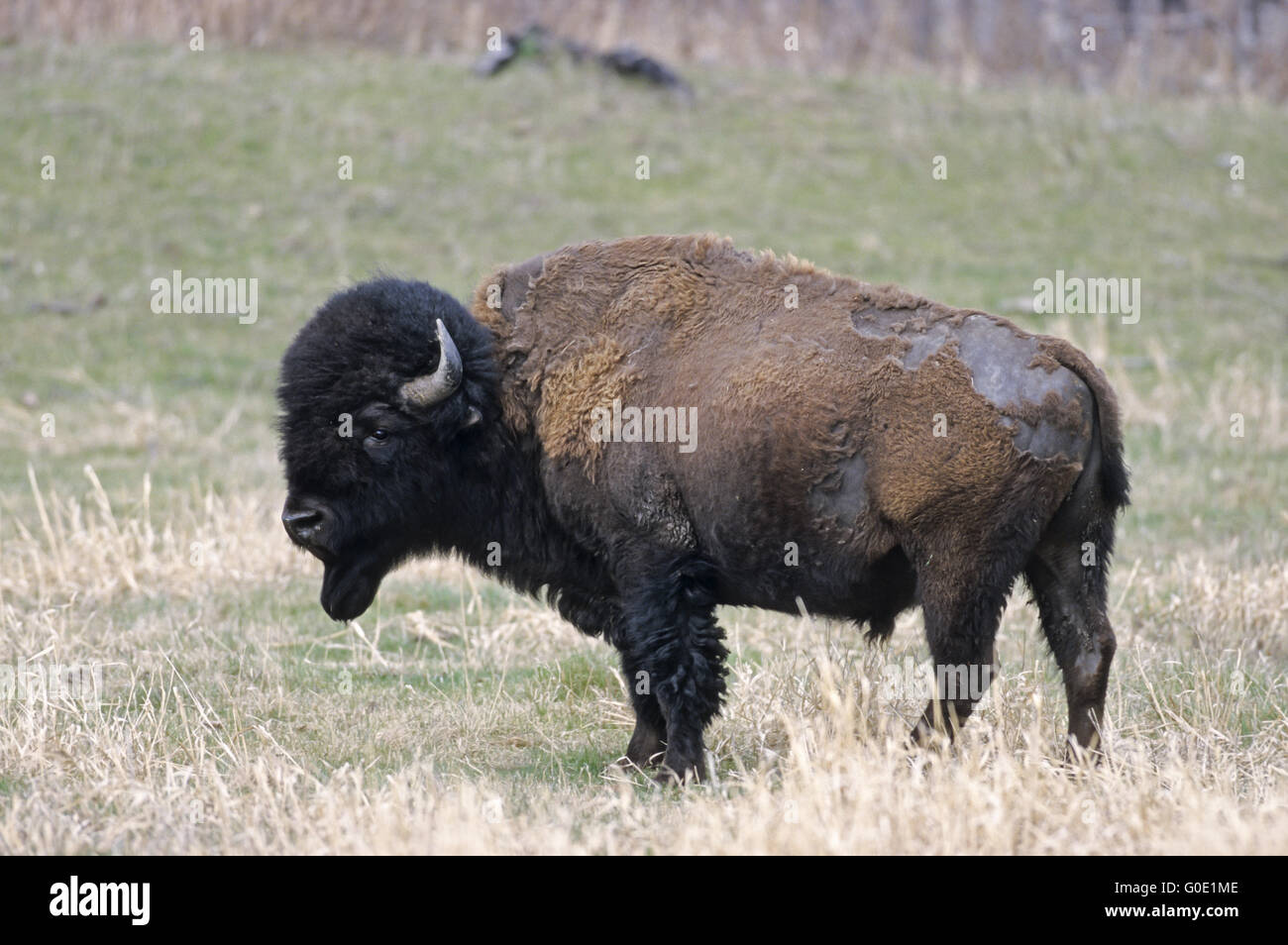 American Bison bull crosses the prairie Stock Photo