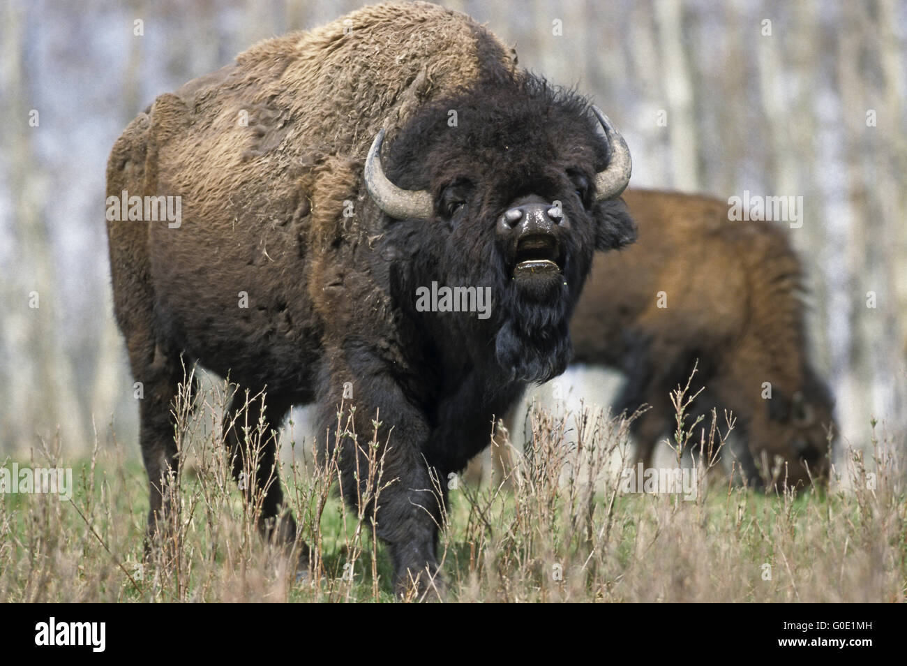 American Bison bull stands scenting in the prair Stock Photo