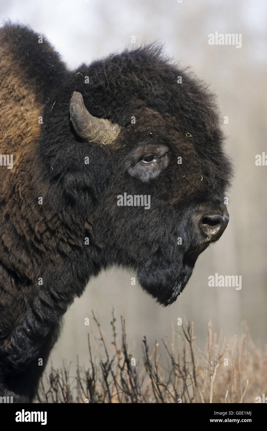 Portrait of an American Bison bull in the prairie Stock Photo