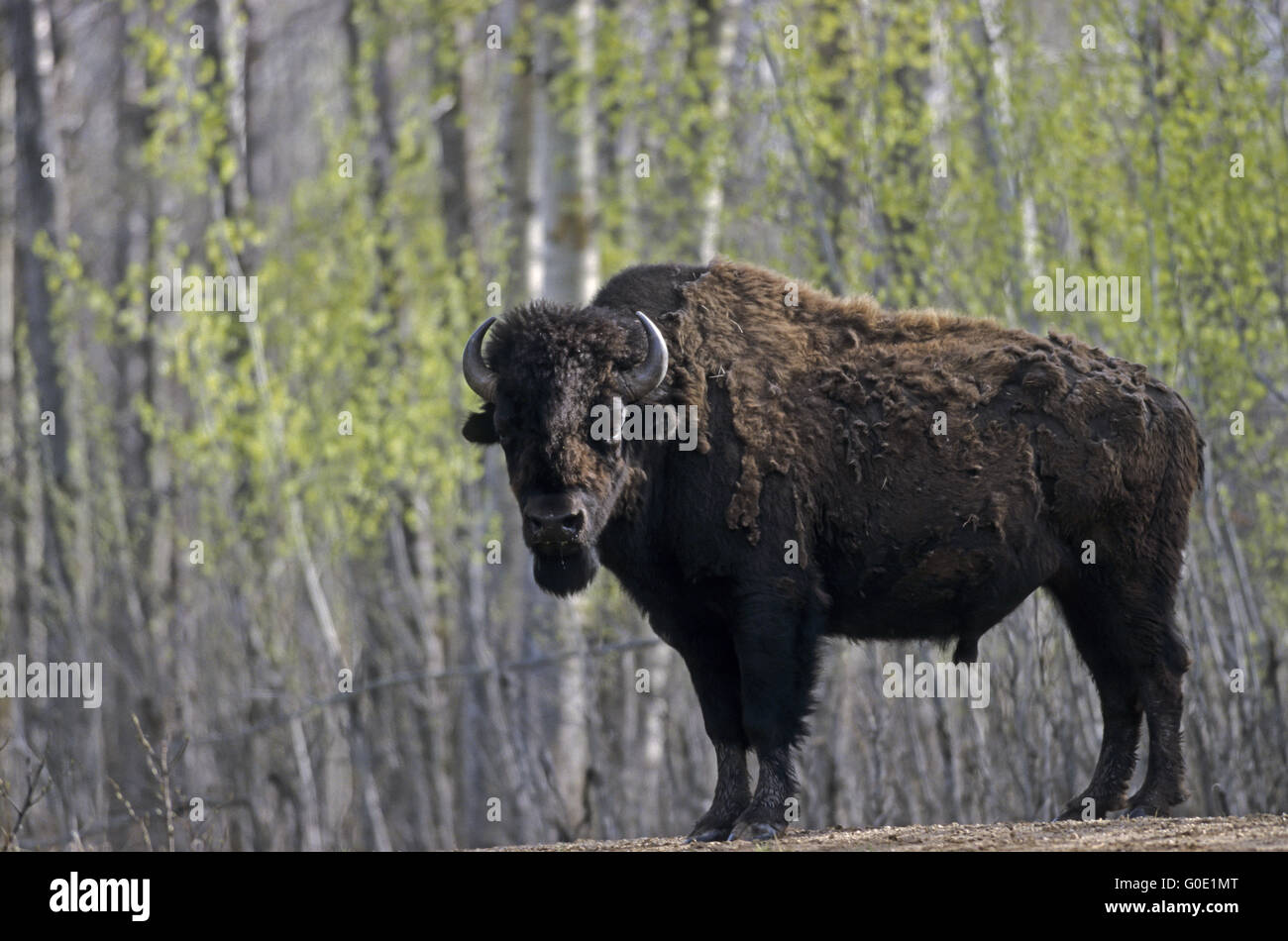 American Bison bull at the first time of spring Stock Photo