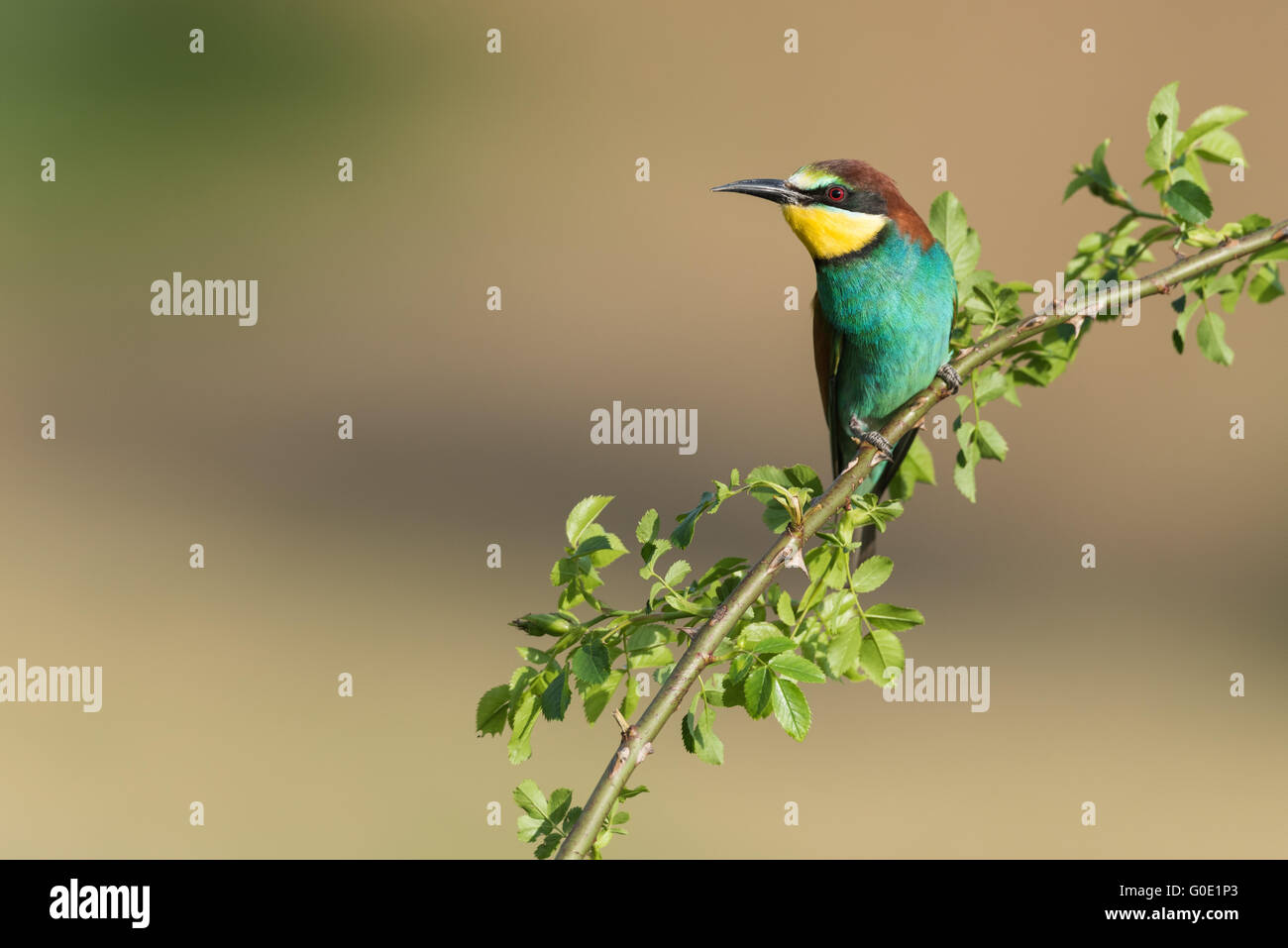 Bee-eater Hungary Stock Photo