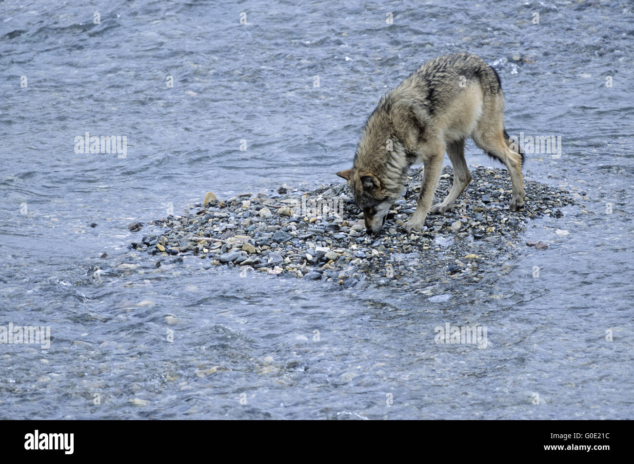 Gray Wolf observes Grizzly at a Caribou kil Stock Photo