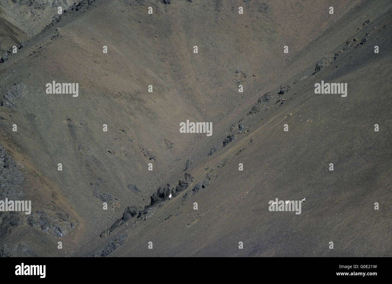 Gray Wolf chases Dall Sheeps at a mountain slope Stock Photo