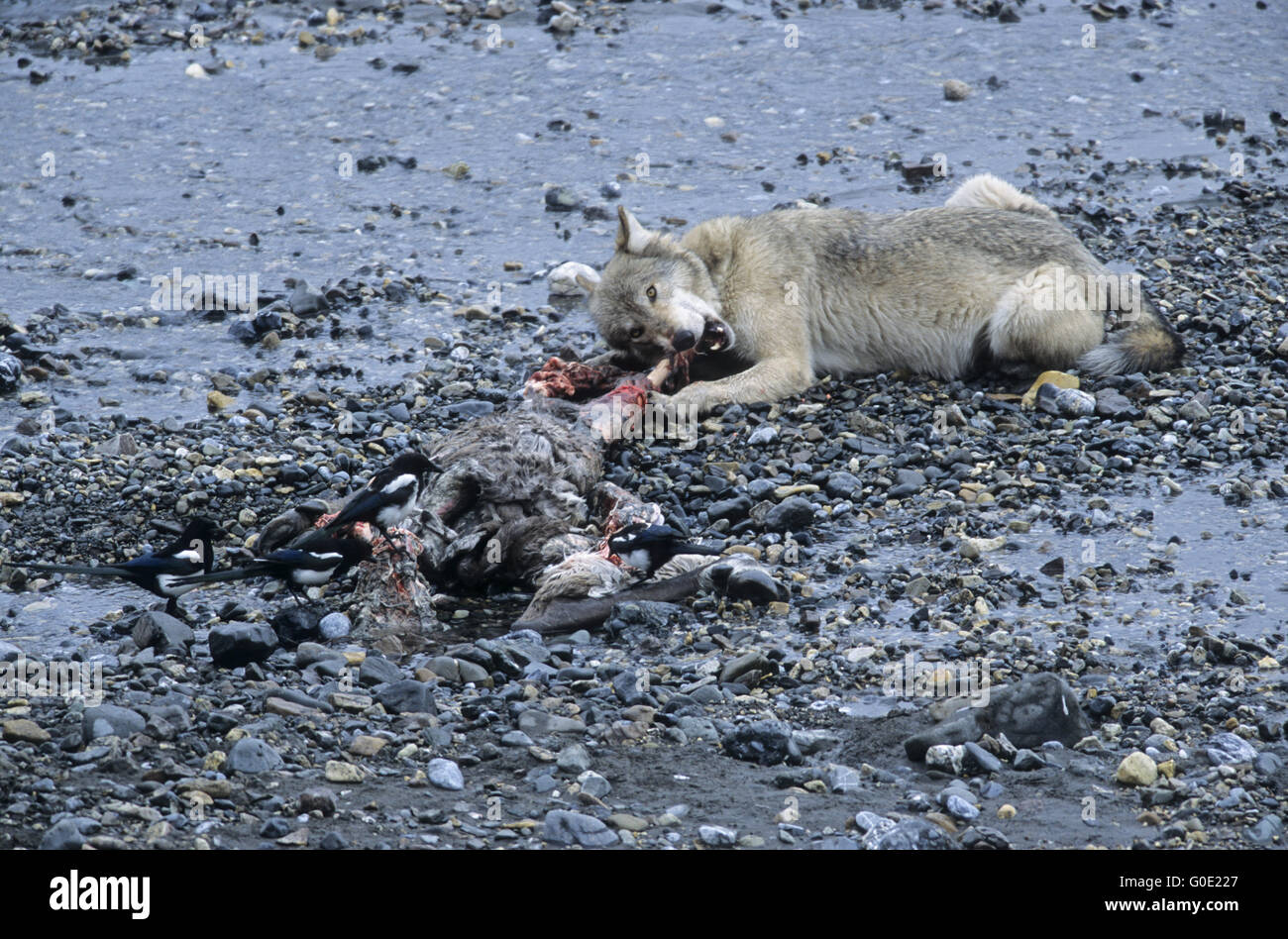 Wolf feeds at a Caribou kill Stock Photo