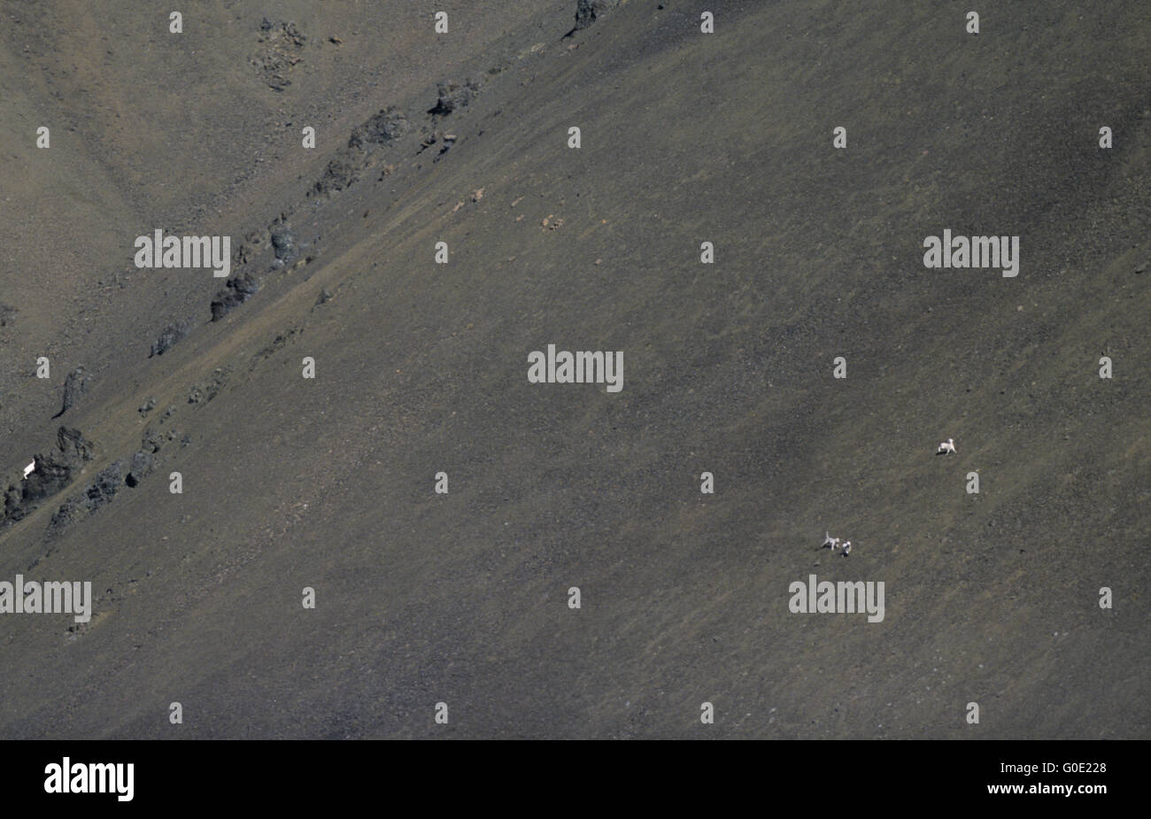 Gray Wolf chases Dall Sheeps at a mountain slope Stock Photo