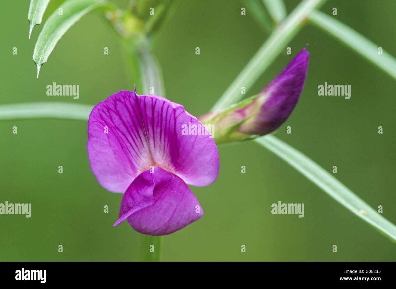 Narrow-leaved Vetch also been a part of human diet Stock Photo