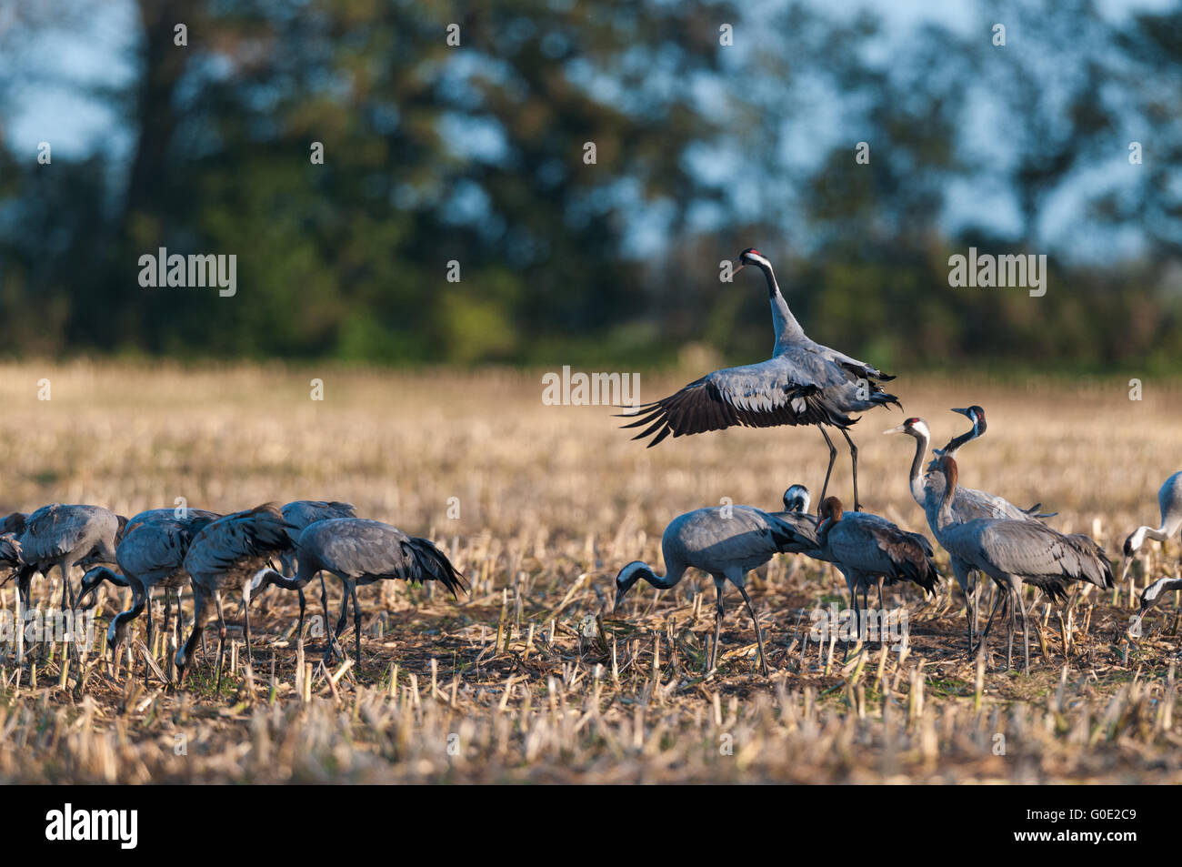 Common cranes from Germany Stock Photo