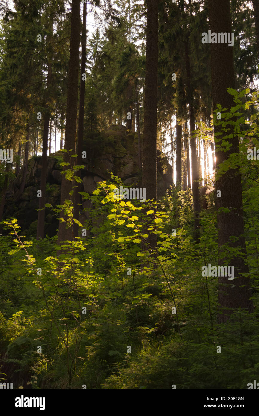 Evening in the forest hi-res stock photography and images - Alamy